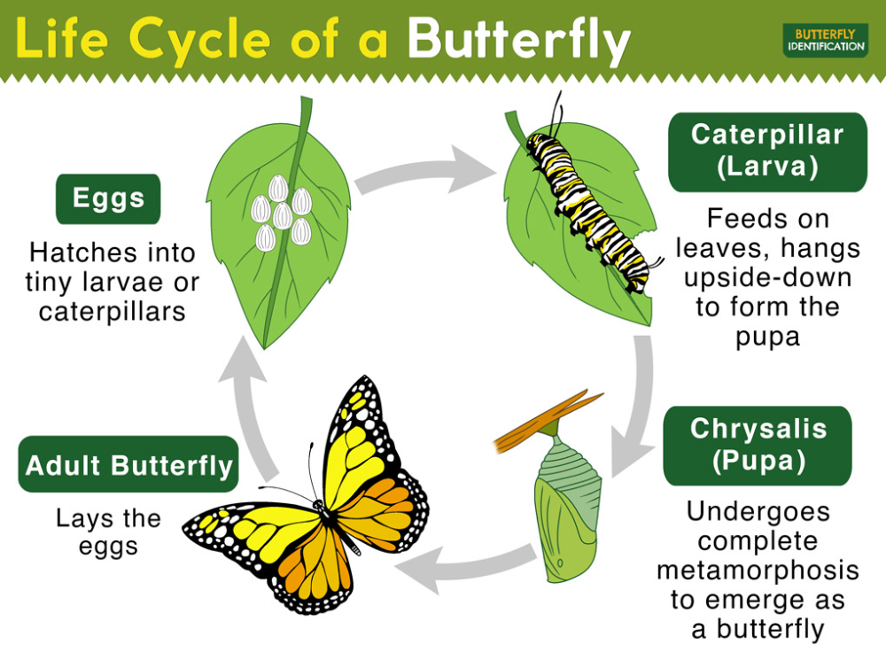 Diagram showing egg, caterpillar, chrysalis, and butterfly stages