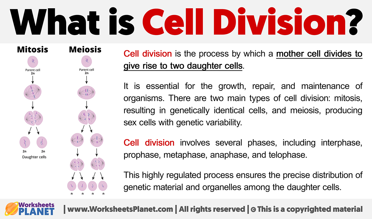 Diagram showing stages of mitosis in cell division