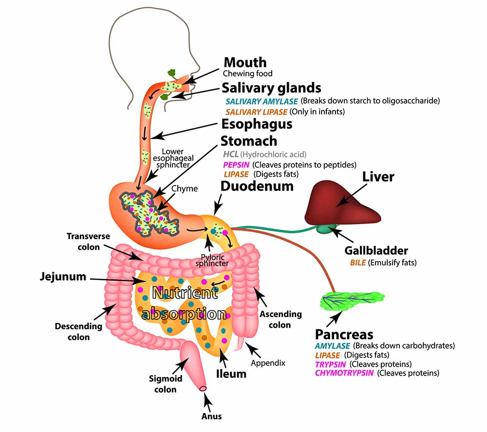 Diagram of the human digestive system showing mouth, esophagus, stomach, intestines