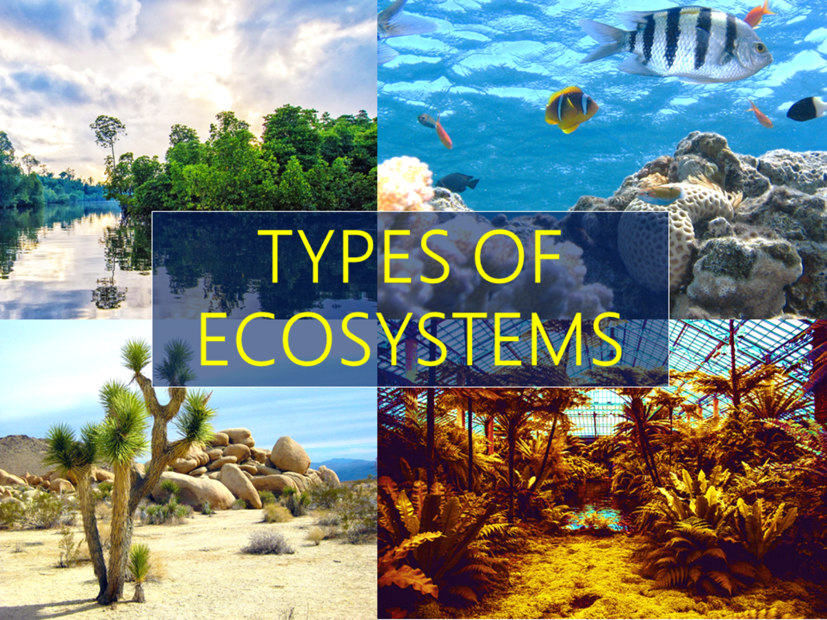 Illustration of a diverse ecosystem with plants, animals, and their environment