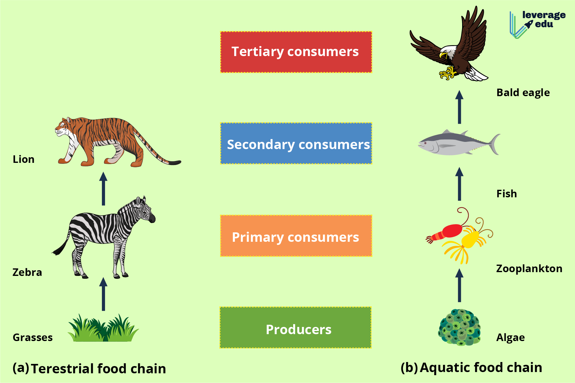 Illustration of a simple food chain from plant to herbivore to carnivore