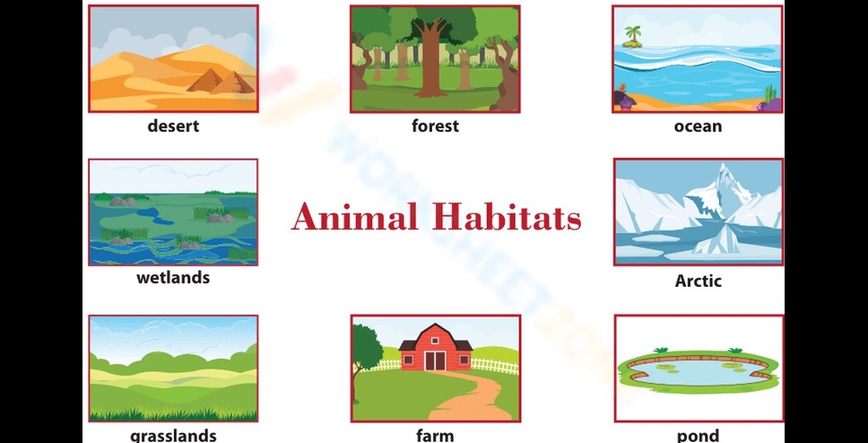 Illustrations of different animal habitats like forest, desert, ocean