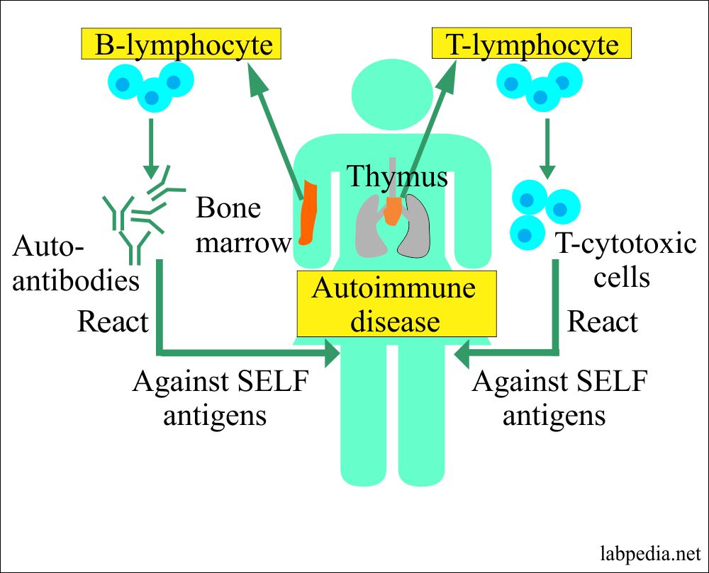 Illustration of various immune system components fighting germs