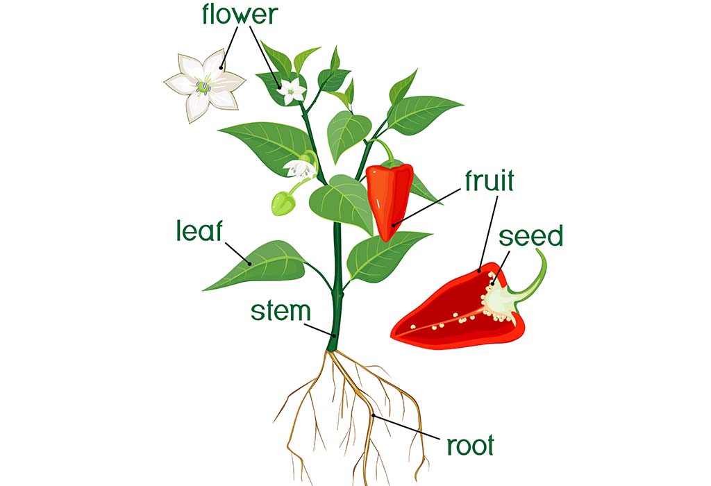 Diagram of a plant showing roots, stem, leaves, and flower