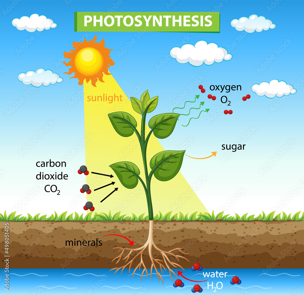 Diagram showing a plant absorbing sunlight, water, and carbon dioxide to produce oxygen and glucose