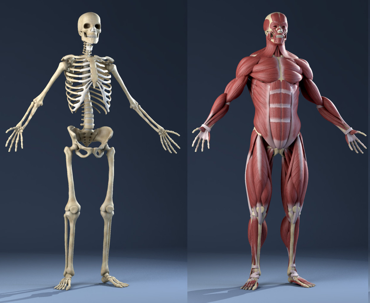 Diagram of the human skeleton with major bones labeled